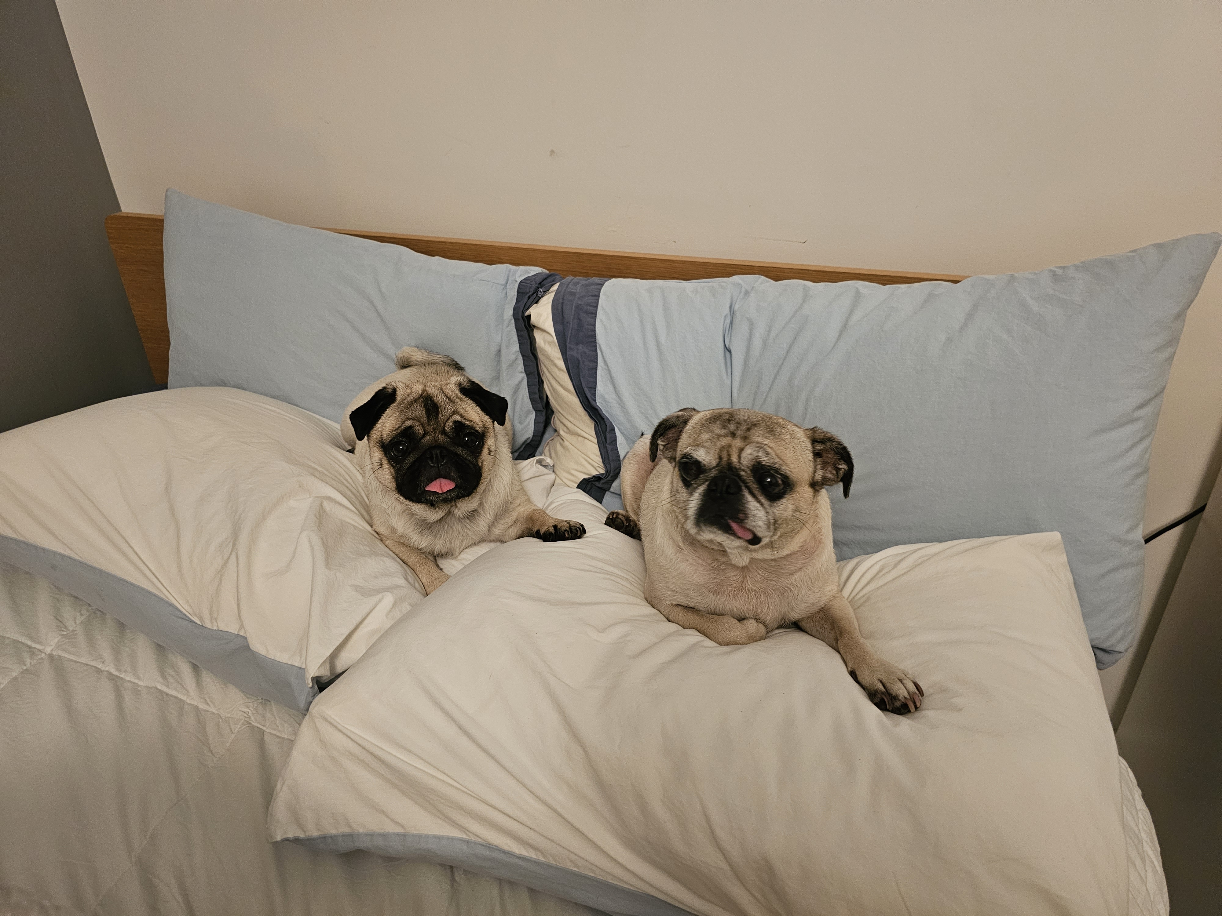 Two pugs resting on blue cushions